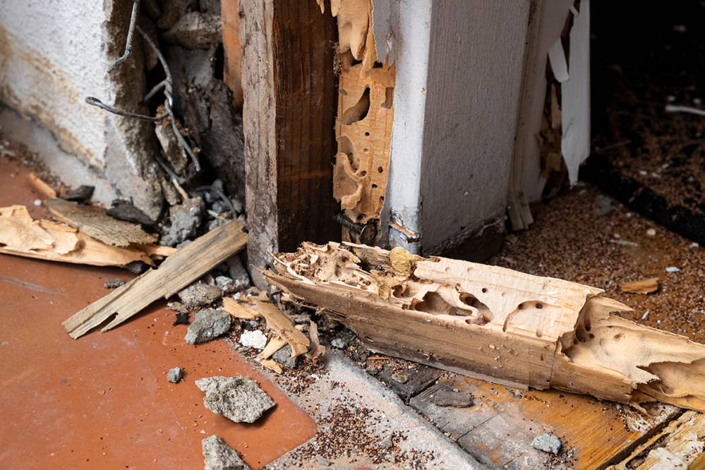 Traitement termite Libourne